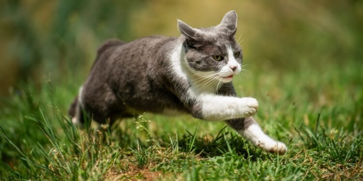 Kodėl katės staiga ima lakstyti kaip pašėlusios?