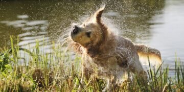 Kodėl mano šuo dreba? 8 galimos priežastys