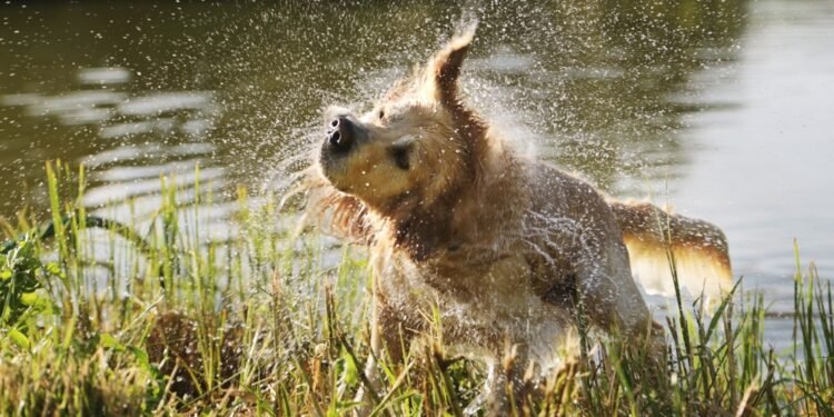 Kodėl mano šuo dreba? 8 galimos priežastys