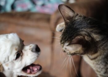 Ar šunys iš tikrųjų nekenčia kačių? Štai ką sako ekspertai.