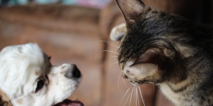 Ar šunys iš tikrųjų nekenčia kačių? Štai ką sako ekspertai.