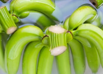 Kaip naudoti bananų vandenį augalams, kad sodas klestėtų