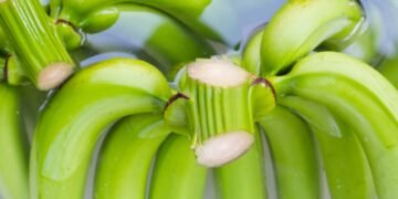 Kaip naudoti bananų vandenį augalams, kad sodas klestėtų