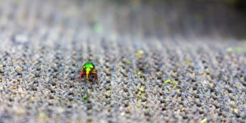 Kaip visiems laikams atsikratyti kiliminių vabalų