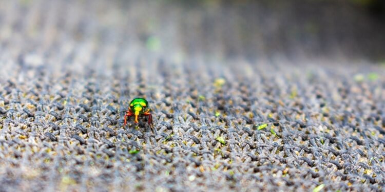 Kaip visiems laikams atsikratyti kiliminių vabalų