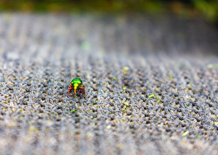 Kaip visiems laikams atsikratyti kiliminių vabalų