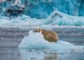 Kodėl poliariniams lokiams būtinas ledas, kad išgyventų?