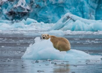 Kodėl poliariniams lokiams būtinas ledas, kad išgyventų?