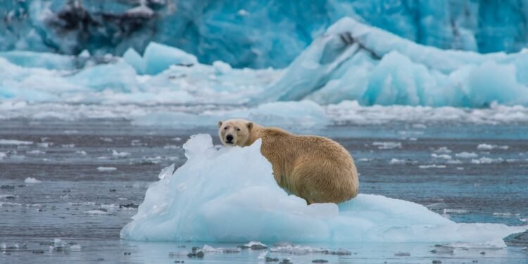 Kodėl poliariniams lokiams būtinas ledas, kad išgyventų?