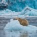 Kodėl poliariniams lokiams būtinas ledas, kad išgyventų?