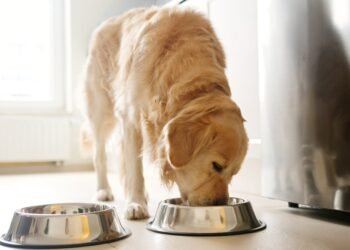 Kodėl mano šuo neėda?