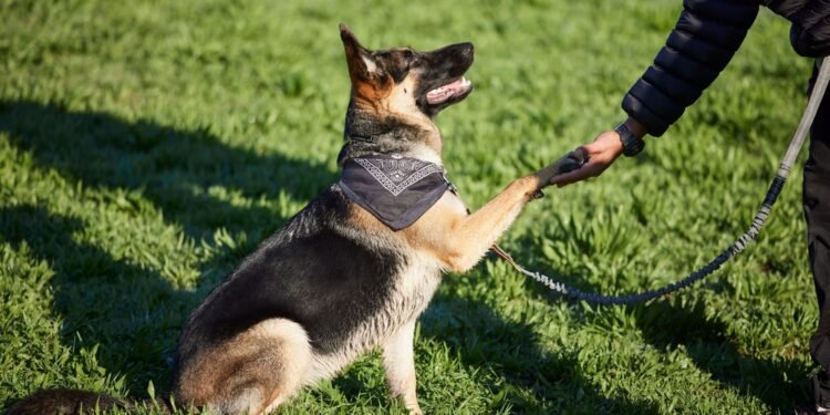 Kaip išmokyti šunį apsiversti – ir smagiai sustiprinti tarpusavio ryšį