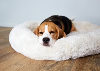 Kiek valandų per parą miega šunys?