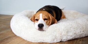 Kiek valandų per parą miega šunys?