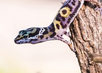 Kiek gyvena driežai?