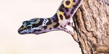 Kiek gyvena driežai?