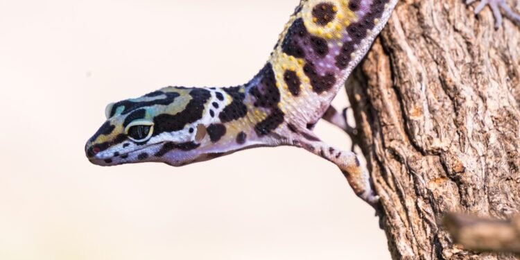 Kiek gyvena driežai?