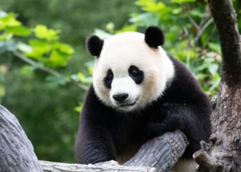 Kiek pasaulyje liko didžiųjų pandų?