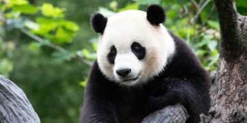 Kiek pasaulyje liko didžiųjų pandų?