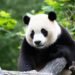 Kiek pasaulyje liko didžiųjų pandų?