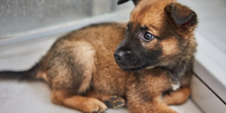 Kaip nuraminti nerimastingą šunį (be vaistų)