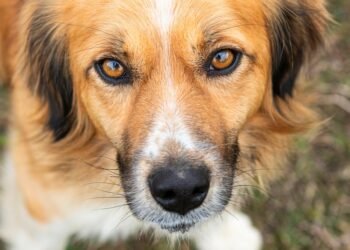 10 žavių šunų veislių su gražiomis žaliomis akimis