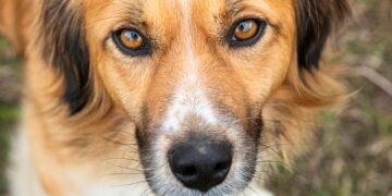 10 žavių šunų veislių su gražiomis žaliomis akimis