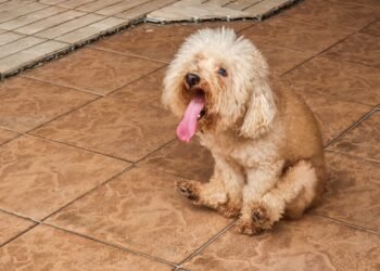 Kodėl šunys velka užpakalį per žemę? Ekspertai paaiškina šį nemalonų šunų elgesį