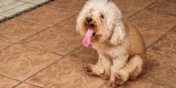 Kodėl šunys velka užpakalį per žemę? Ekspertai paaiškina šį nemalonų šunų elgesį