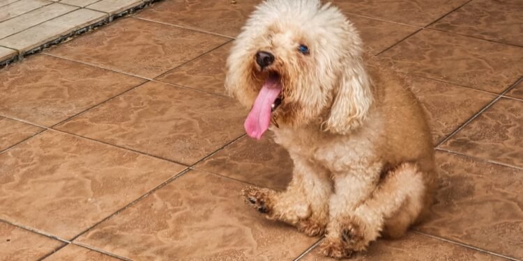 Kodėl šunys velka užpakalį per žemę? Ekspertai paaiškina šį nemalonų šunų elgesį