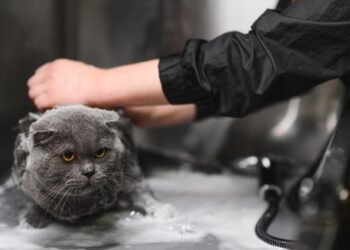 Kaip išmaudyti katę