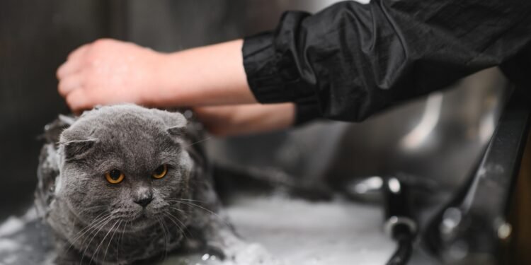 Kaip išmaudyti katę