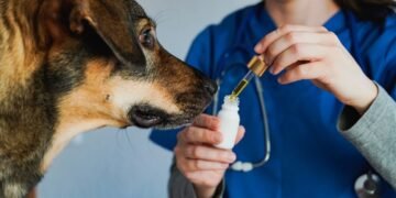 CBD aliejus šunims: viskas, ką reikia žinoti