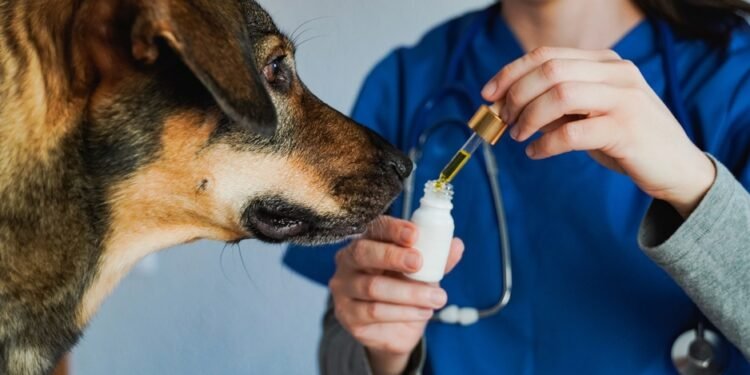 CBD aliejus šunims: viskas, ką reikia žinoti