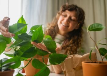 Kaip prižiūrėti potosą (Pothos)