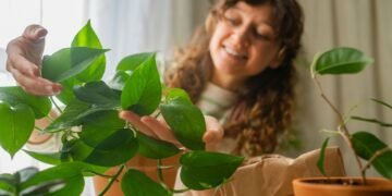 Kaip prižiūrėti potosą (Pothos)