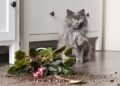 Kaip atbaidyti kates nuo augalų ir apsaugoti savo kambario oazę