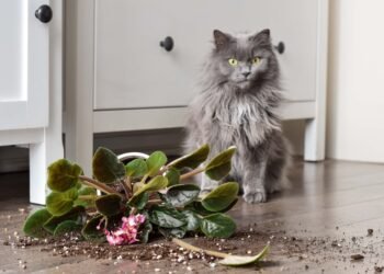 Kaip atbaidyti kates nuo augalų ir apsaugoti savo kambario oazę