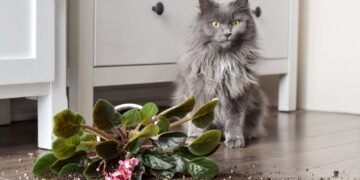 Kaip atbaidyti kates nuo augalų ir apsaugoti savo kambario oazę