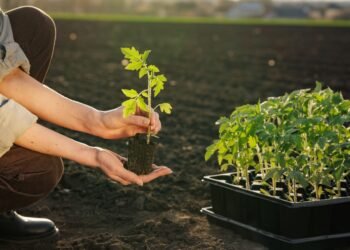 **Kaip ir kada persodinti augalą**