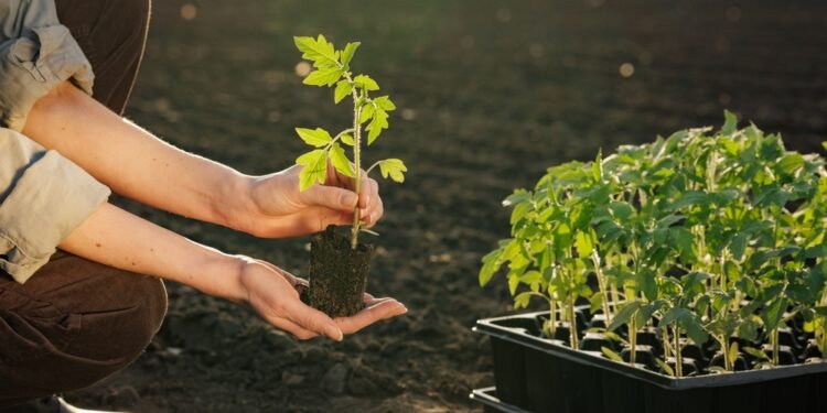 **Kaip ir kada persodinti augalą**