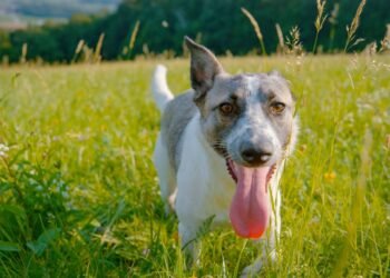 Kodėl šunys dūsuoja? 6 dažniausios priežastys, pasak ekspertų