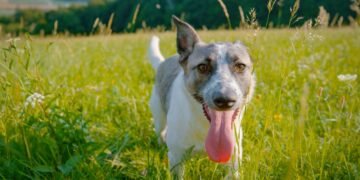 Kodėl šunys dūsuoja? 6 dažniausios priežastys, pasak ekspertų