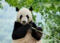 Kiek milžiniškųjų pandų yra likę pasaulyje?