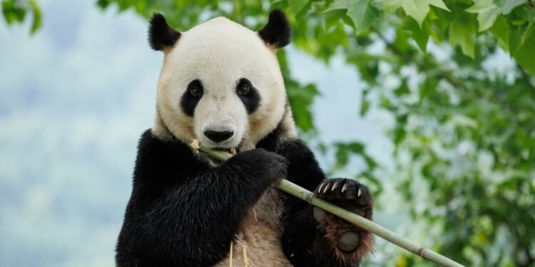 Kiek milžiniškųjų pandų yra likę pasaulyje?