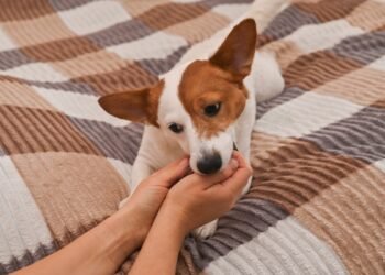 Kaip atpratinti šuniuką kandžiotis, pataria šunų dresuotojai