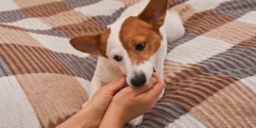 Kaip atpratinti šuniuką kandžiotis, pataria šunų dresuotojai