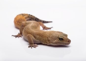 10 priežasčių, kodėl driežai yra nesuprasti ir kodėl jie mums reikalingi