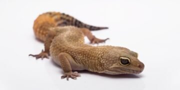 10 priežasčių, kodėl driežai yra nesuprasti ir kodėl jie mums reikalingi