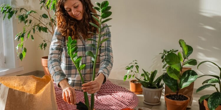 Kaip prižiūrėti zamiokulką